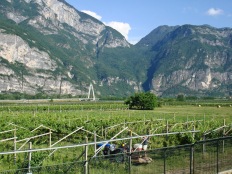 Vineyards I have seen while on the way to Lake Garda, Italy.