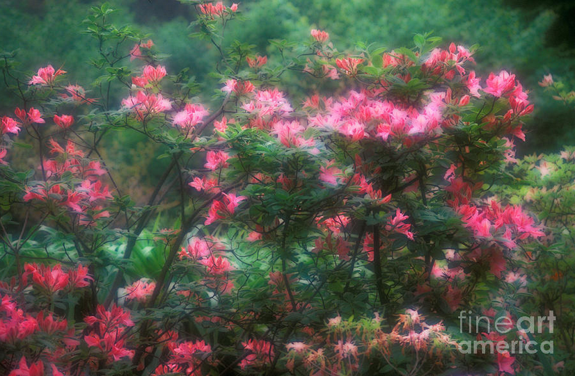 Pink Blooming Rhododendrons, fine art print offered at various sizes and printing media via Fine Art America.