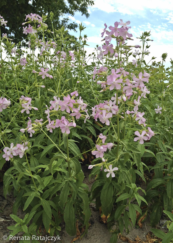 Some flowers blooming beside Oshawa's pier. I think it is some kind of phlox. Ontario, Canada.