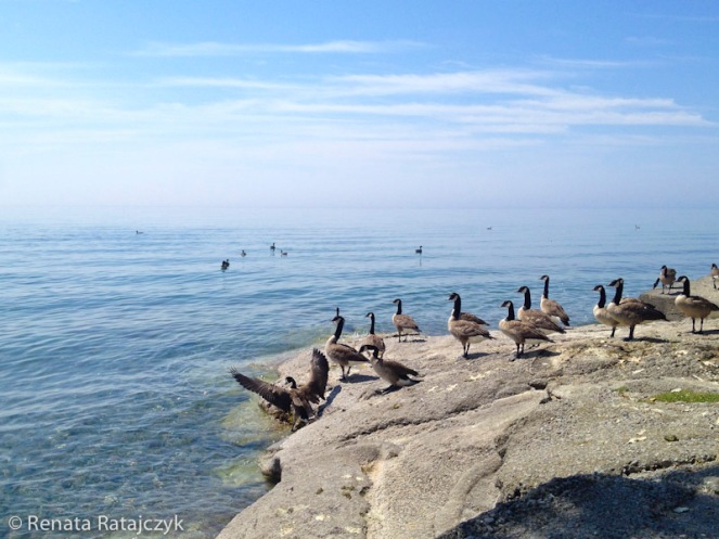 Wild geese enjoying a sunny day at the shore of Lake Ontario, Oshawa, Canada. 