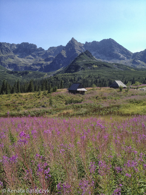 A view on Tatra mountains from Hala Gasienicowa. When I have visited it last August, there was a huge number of fireweed blooming adding beauty and colours to this already wonderful place. 