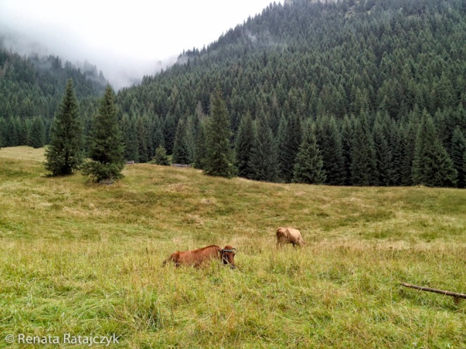 A few caws, visible here, a many sheep further up the hill were grazing on Polana Chocholowska, Tatra mountains, Poland.