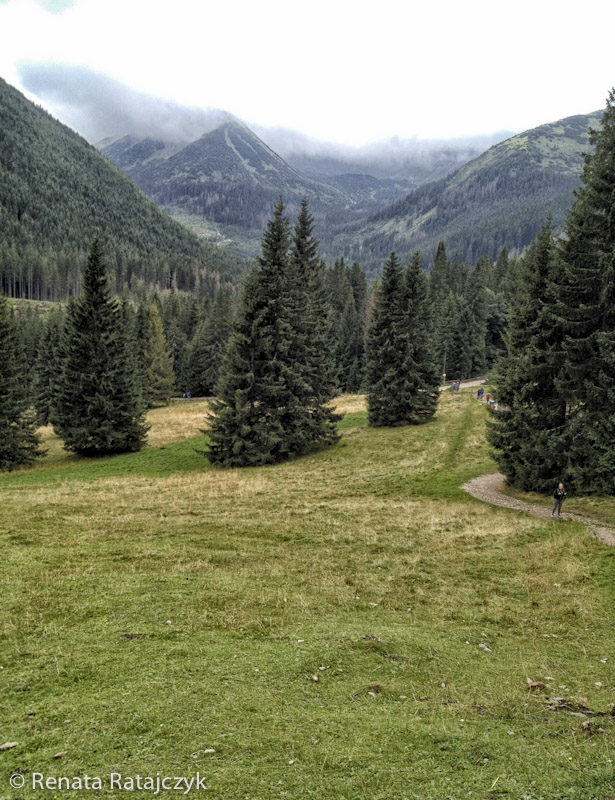 There were many beautiful spruce trees beside the trail. Dolina Chocholowska, Tatra mountains (Tatry), Poland. 
