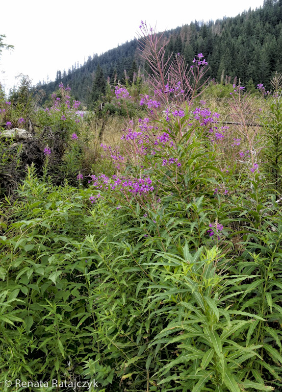 Fireweed I have noticed while in Dolina Chocholowska. It grows very abundantly in Tatra mountains during the Summer, Poland. 